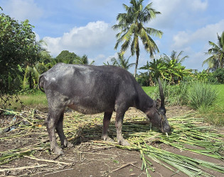 Cu Chi Tunnels & Mekong Delta Tour from Ho Chi Minh City